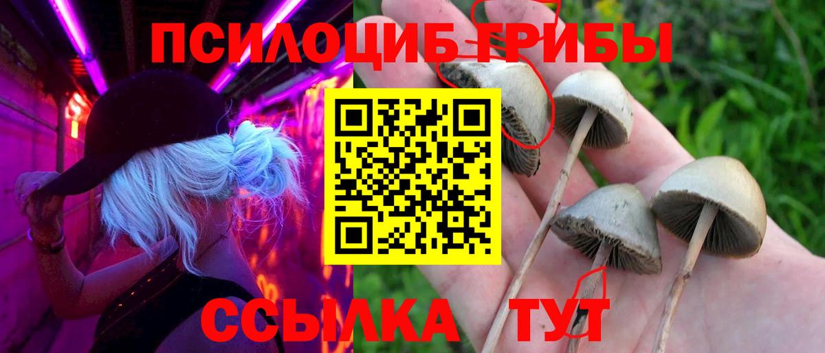 Псилоцибиновые грибы мицелий Балтийск